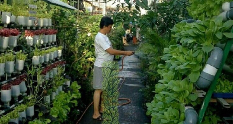 tutorial menanam sayuran